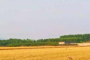 农民的劳作与收获（农民的劳作与收获）