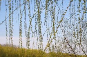 寻春之路：她踏着轻盈的脚步，找回了春天