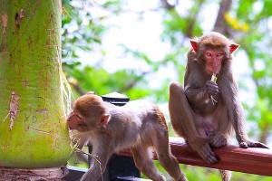 顽皮猴子的奇遇记（探险、友谊、成长）