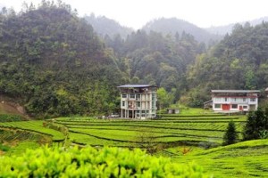 茶园春意盎然：一段寻找茶园美景的旅程