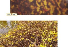 一位癌症患者的故事（一位癌症患者的故事）
