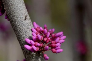 春风里的思念（感受心灵的温暖）