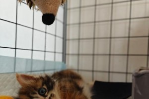 一个小猫的成长故事（一个小猫的成长故事）
