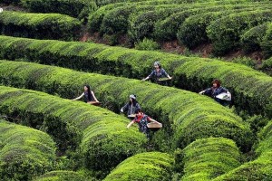 茶园之美（人与自然的和谐共存）