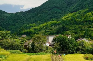 秋日麦田（金黄的波澜）