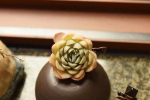 岁月静好，心境安宁（一个普通孩子的不凡成长之路）