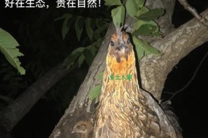 一只母鸡的冒险之旅（一只母鸡的冒险之旅）