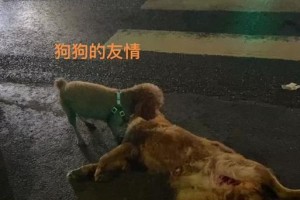 友谊的束缚（动物间的深情故事）