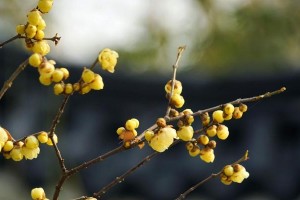 芳香四溢：腊梅小镇的冬日故事
