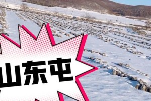 默默的坚守（以朴实的存在为主题写的小故事）