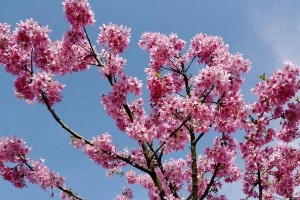 春天的新生活（花开草长，人生如此美好）