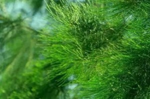 保持绿色健康（一个城市人的环保故事）