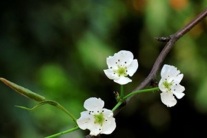 梦幻花园里的爱情故事（梦幻花园里的爱情故事）