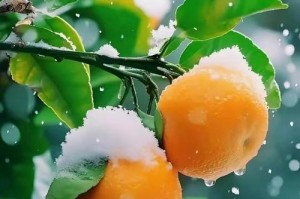 冬日里的雪——我与白雪公主的邂逅（一场美丽的约会）