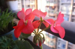 冬夜花开（盛开在黑夜里的芳香）