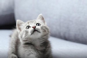 《小猫成长记》（温暖、可爱、美好）