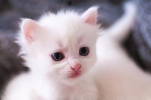 小猫的成长之路（从无知到成熟，小猫的故事）