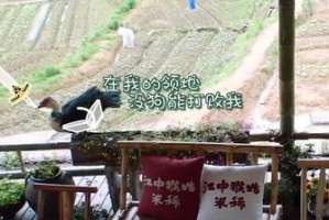 奇妙生活的向往（寻找另一个世界）