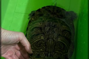 巴西龟小宠物的生活（一只小宠物带给我们的乐趣）