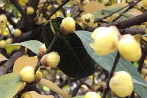腊梅的芬芳（寻找春天的味道）