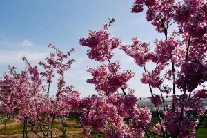 春日花开（一段温馨故事）