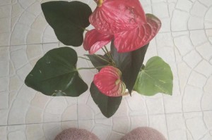 美的无处不在（以一场意外的旅行为契机）