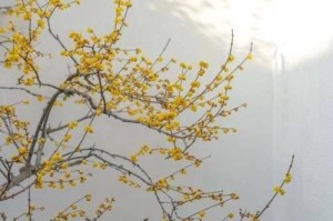 腊梅花开（一朵腊梅的故事）