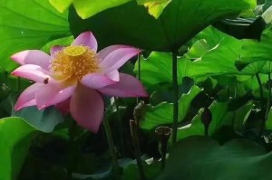 谢谢这个世界上最温暖的节日（谢谢这个世界上最温暖的节日）