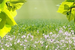 观察春天：人间花开