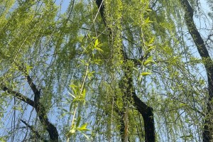 春天的美好回忆（一个令人难忘的季节）