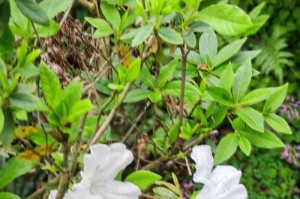 傲然挺立（花开富贵，骄阳下的绿洲）