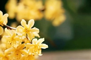 当时光凝止在这里（一个季节里的故事）