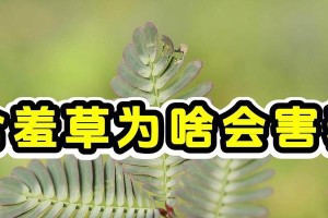含羞草的小秘密