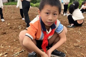种一棵树，收获一生的幸福（体验植树的乐趣）