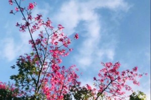 冬日阳光下的温暖（一个人的寻找和回归）