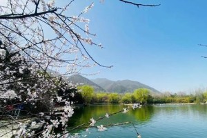 春日之恋（最可爱的春天里，绽放爱的花朵）