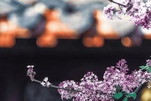 美在身边：一个小镇的奇妙故事