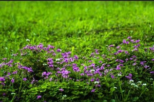 从小草到大草，他们都胸怀国家（从小草到大草，他们都胸怀国家）