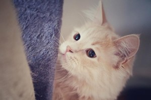 小猫的成长奇遇记（一只可爱的小猫在成长过程中的冒险经历）