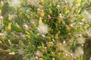小草的勇气与成长（小草的勇气与成长）