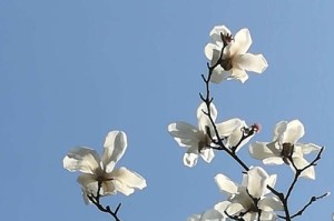 美妙的春天