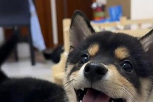 小动物的善良世界（一个充满爱心的小镇）