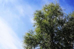 那声音常在我心田（记忆深处的旋律）