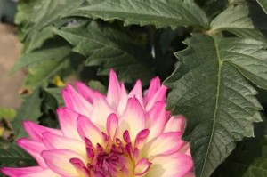 花开依旧（依然盛开的花朵）