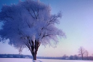 雪夜里的温情（一只狗和两个人的故事）