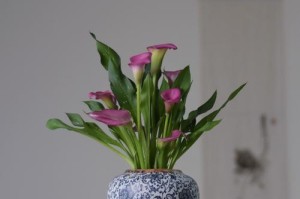 探寻植物园的美好（探寻植物园的美好）