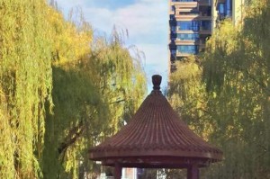 杨树的故事——一棵树的成长之路（从幼苗到参天巨树，见证了多少风景和故事）
