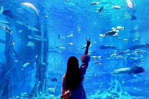 奇妙之旅（海洋馆里的故事）