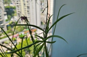 吊兰的情感（陪伴与成长）