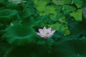 一抹绿色的信心（坚持与奇迹的故事）